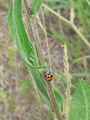 Hippodamia septemmaculata