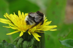 Bombus bohemicus