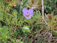Viola crassiuscula