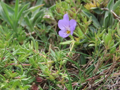 Viola crassiuscula