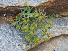 Euphorbia nevadensis