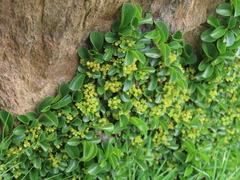 Rhamnus pumila