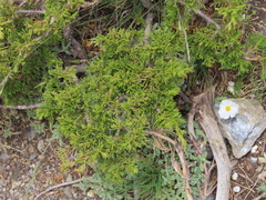 Juniperus sabina