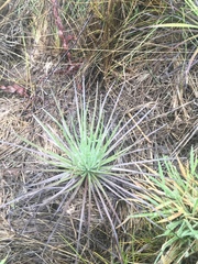 Argyroxiphium kauense