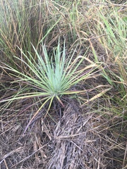 Argyroxiphium kauense