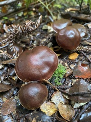 Cortinarius cupreonatus
