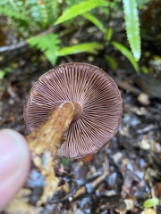 Cortinarius cupreonatus