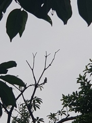 Pycnonotus