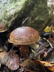 Cortinarius cupreonatus