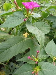 Mirabilis jalapa image