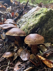 Cortinarius cupreonatus