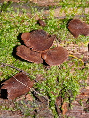 Lentinellus castoreus