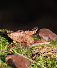 Lentinellus castoreus