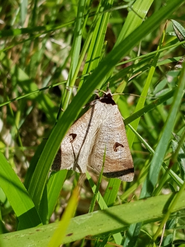 Lygephila pastinum