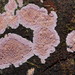 Phlebiopsis dregeana - Photo (c) Reiner Richter, some rights reserved (CC BY-NC-SA), uploaded by Reiner Richter