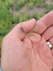 Tetraopes annulatus