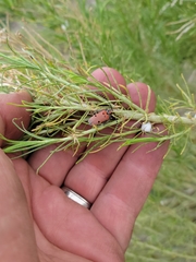 Tetraopes annulatus