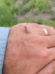 Tetraopes annulatus