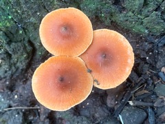 Cortinarius mastoideus