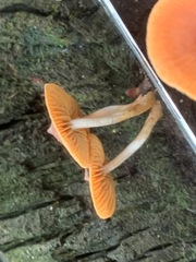Cortinarius mastoideus