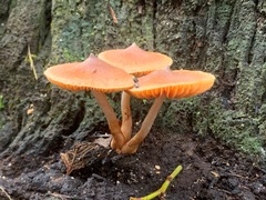 Cortinarius mastoideus