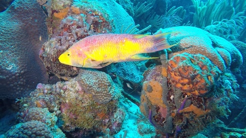 Spanish Hogfish