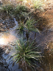 Carex cherokeensis