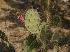 Opuntia elatior