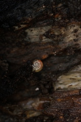 Prolesophanta nelsonensis