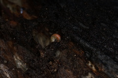 Prolesophanta nelsonensis