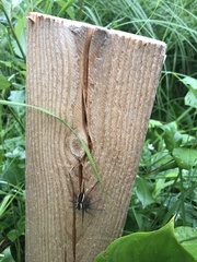 Dolomedes fimbriatus