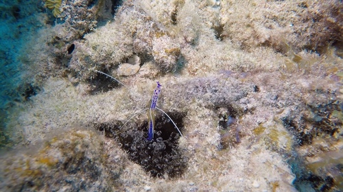 Ancylomenes pedersoni