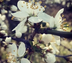 Prunus