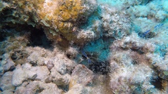 Ancylomenes pedersoni