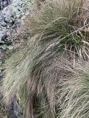 Festuca actae