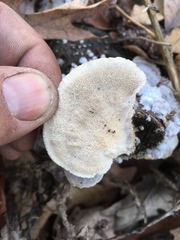 Trametes hirsuta image