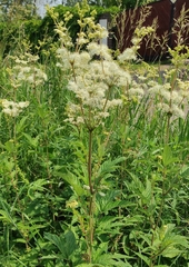 Filipendula ulmaria