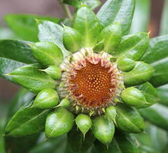 Carlina salicifolia subsp. salicifolia image