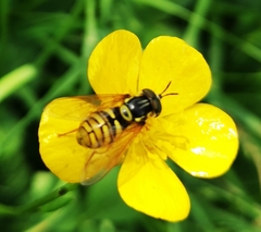 Chrysotoxum cautum