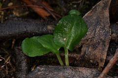 Pterostylis pedunculata