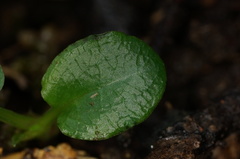 Pterostylis pedunculata