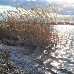 Phragmites australis