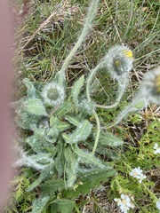Hieracium piliferum