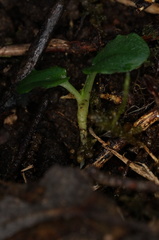Pterostylis pedunculata