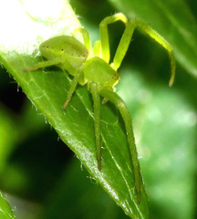 Sidymella rubrosignata