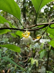 Passiflora arborea