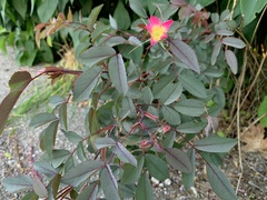 Rosa glauca