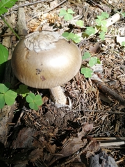 Amanita