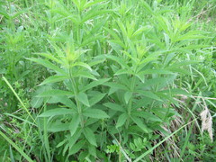 Veronicastrum sibiricum