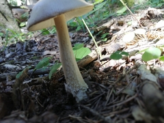 Amanita